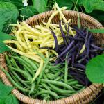 Légumes Secs - Haricot Nain en Mélange de Couleurs - 10 m - BIO - face recto